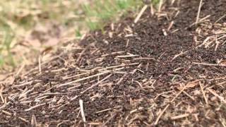 Ant Sounds 1 Hour / Relaxing Sound of Ants Building Anthill, Birds Singing