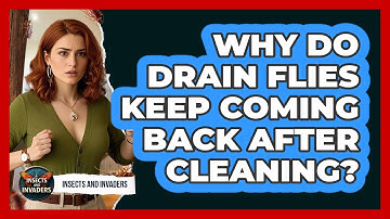 Why Do Drain Flies Keep Coming Back After Cleaning? - Insects and Invaders