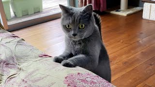 4 months after cat adoption | rescued cat | British shorthair | 日本語字幕設定あり by Little but Graceful 3,006 views 3 years ago 3 minutes, 9 seconds