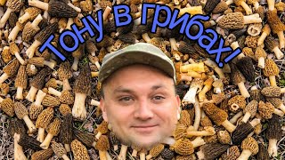 Корзина грибов за час! Хорошо прогулялись.