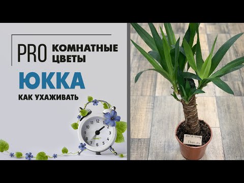 Юкка - домашняя пальма | неприхотливые тропики