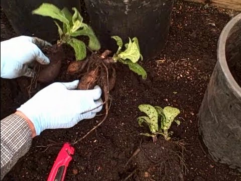 Yacon Root Info - How To Grow Yacon Plants In The Garden