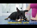 狗狗拉黑色稀便是什么原因 狗狗拉黑色稀便是什么原因