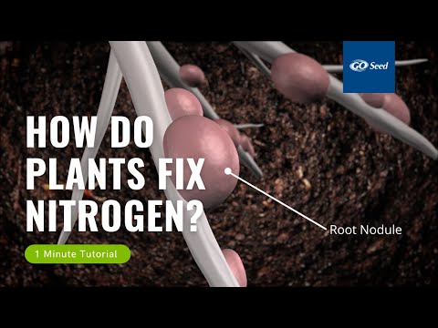 Video: Vai mikoriza fiksē slāpekli?