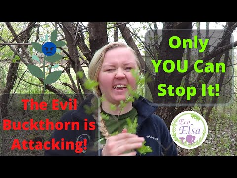 Video: Buckthorn (herb) - Useful Properties And Use Of Buckthorn, Buckthorn Bark, Laxative. Buckthorn Brittle, Alder, Asplenifolia, American