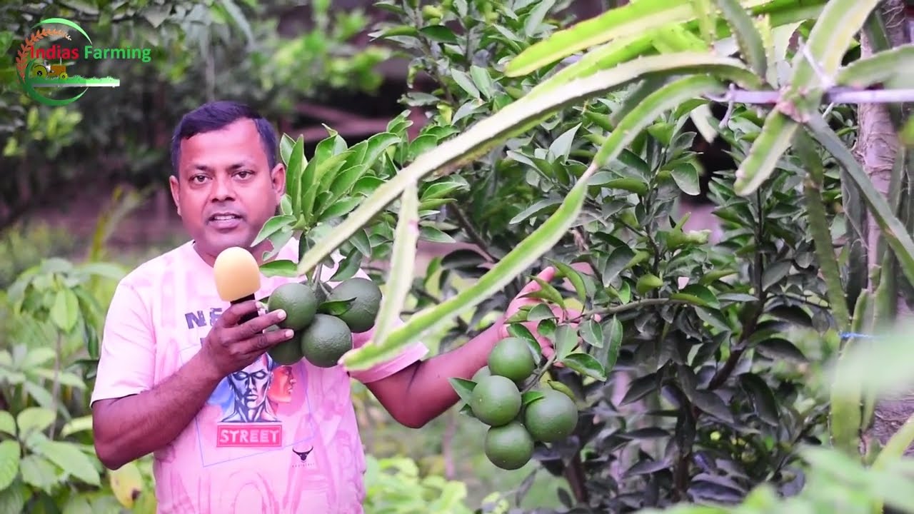 Thai & Indian fruit plants |  Fruit Plants with good price | Ananya Nursery