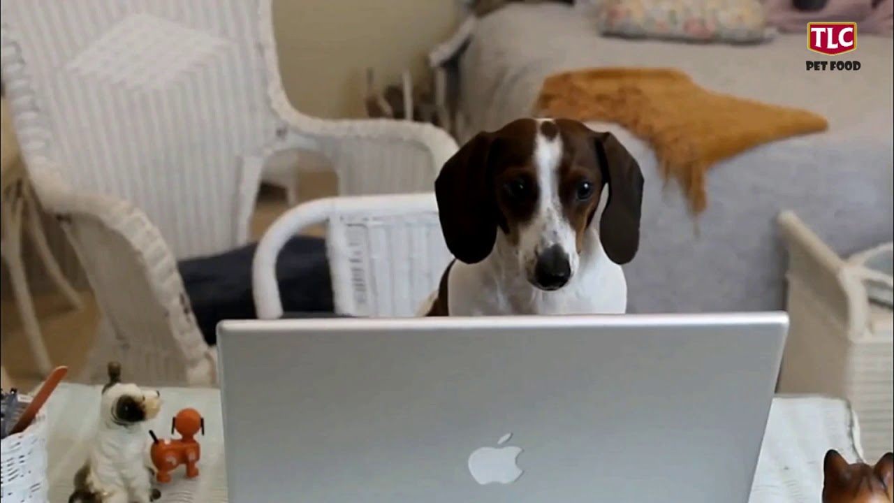 BEST PET FOOD IN KENYA YouTube