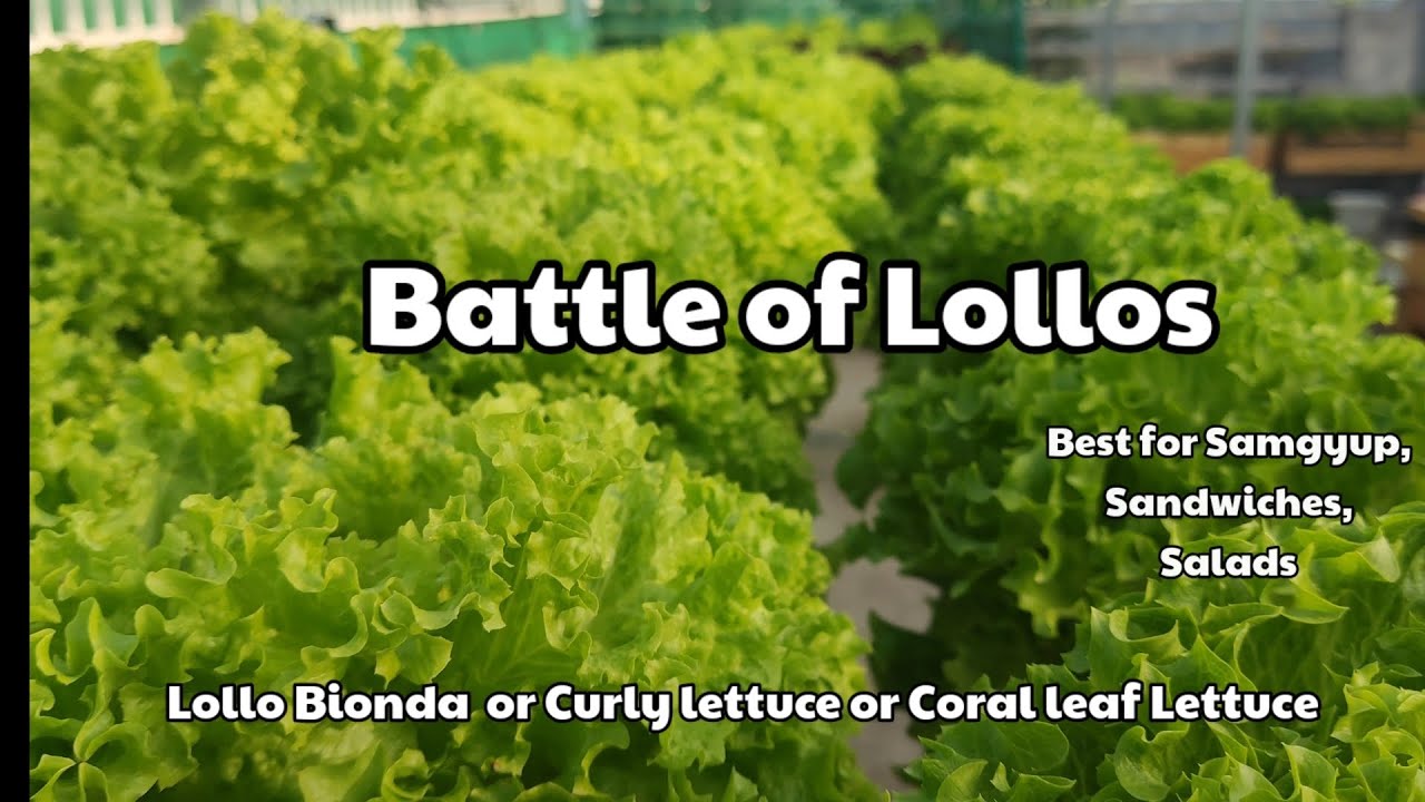 Anong Lettuce na maganda pang samgyupsal? | Lollo Bionda | Hydroponics | crunchygreensgarden