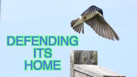 Tree Swallows Fight for Nest Boxes [NARRATED]