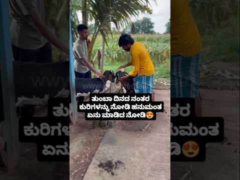 ತುಂಬಾ ದಿನದ ನಂತರ ಕುರಿಗಳನ್ನು ನೋಡಿ ಹನುಮಂತ ಏನು ಮಾಡಿದ ನೋಡಿ😍#entertainment#sandalwoodne#biggbosskannada11 ತುಂಬಾ ದಿನದ ನಂತರ ಕುರಿಗಳನ್ನು ನೋಡಿ ಹನುಮಂತ ಏನು ಮಾಡಿದ ನೋಡಿ😍#entertainment#sandalwoodne#biggbosskannada11