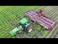 Beet Harvest 2019