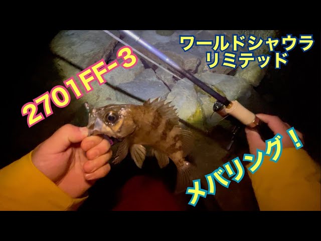ワールドシャウラリミテッド初釣行2701FFｰ3【メバリング】 - YouTube