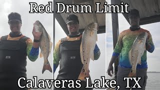 Calaveras Lake, TX  First Red Drum Limit