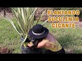 PLANTANDO en el suelo una SUCULENTA GIGANTE super difícil │Candy Bu