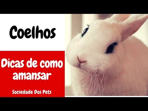 Vídeo: Meu cachorro destrói a casa quando eu estou longe