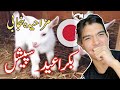 CAN A JAPANESE UNDERSTAND PUNJABI?!? - Bakra Eid Funny Punjabi Dub بکرا عید سپیشل  - Azizi Totay