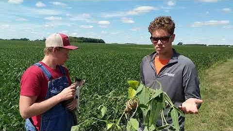 Soybean Plant Inspection Fall 2020.