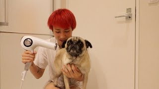 相棒が野良犬臭いのでお風呂に入れる！！