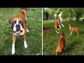 Boxer dogs hilariously jump their highest to reach tree leaves