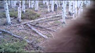 Black Bear or Sasquatch