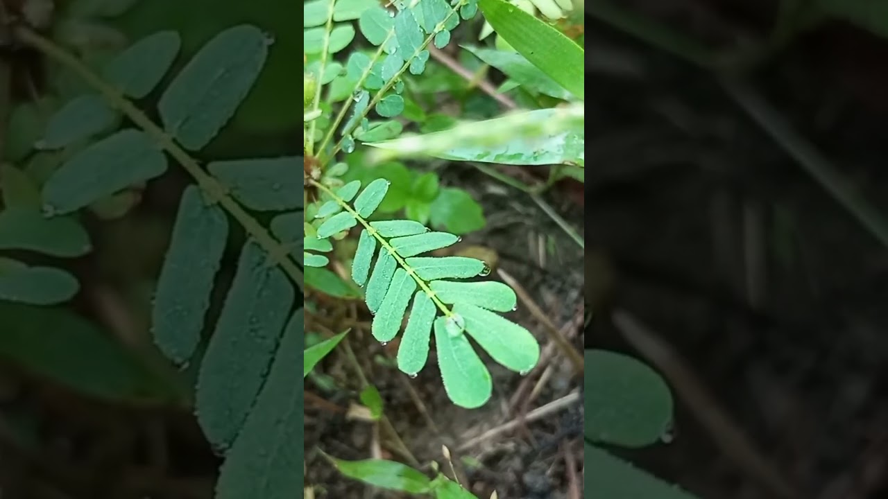 chhuimui ka plant 🌱🌱। ( Mimosa pudica is scientific name) .