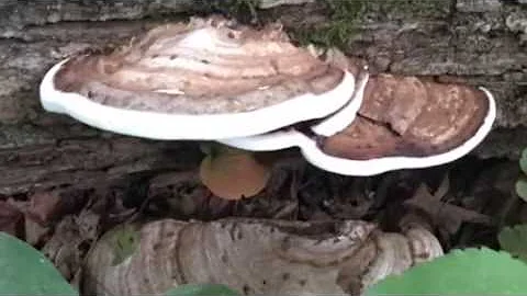 Autumn in northern Minnesota, loads of mushrooms