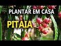 Pitaya em Casa, Produzir, Cultivar, Dicas de tudo que precisa saber dessa Fruta