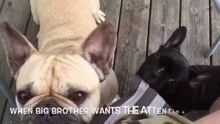 Talking dog wants to sit on the lap *hillarious* by einarthefrenchie 3,192 views 7 years ago 2 minutes, 9 seconds