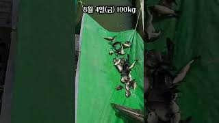 핫하다핫해, 백지리낚시터♡ #대전세종#옥천#낚시터