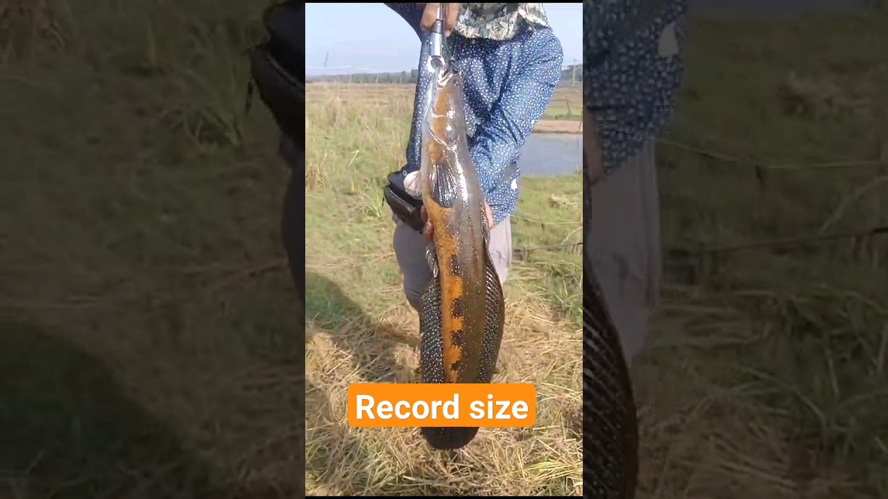 amazing Big snake head fish record size maral  