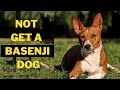 Why you Should Not Get a Basenji Dog (5 Reasons) の動画、YouTube動画。