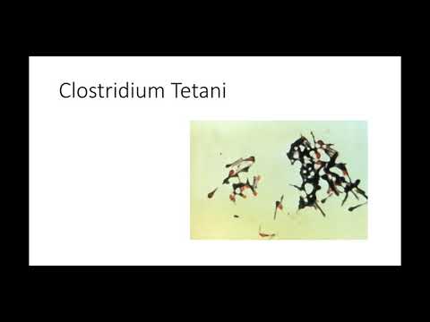 Batteriologia - lezione 10, Clostridium Tetani