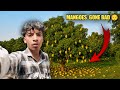 The Mangoes Have Gone 😔#youtube#video#viral