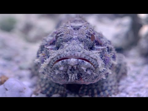 Video: Scorpionfish (ruff sea) - wakaaji wa kutisha wa bahari kuu