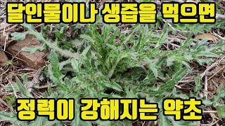 엉겅퀴-마시는 정력 강화제! 간과 담낭질환에 최고 약초! 연골세포 보호작용, 혈압조절, 당뇨치료, 항암 약초 엉겅퀴-마시는 정력 강화제! 간과 담낭질환에 최고 약초! 연골세포 보호작용, 혈압조절, 당뇨치료, 항암 약초