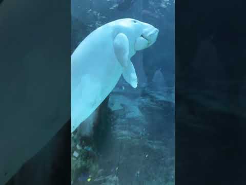 Dugongs: The Last Sea Mermaids | SLICE WILD | FULL DOC