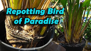 Repotting Bird of Paradise