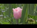 Beautiful flowers collection 4k ultrafree stocksfree download for creatingflowers
