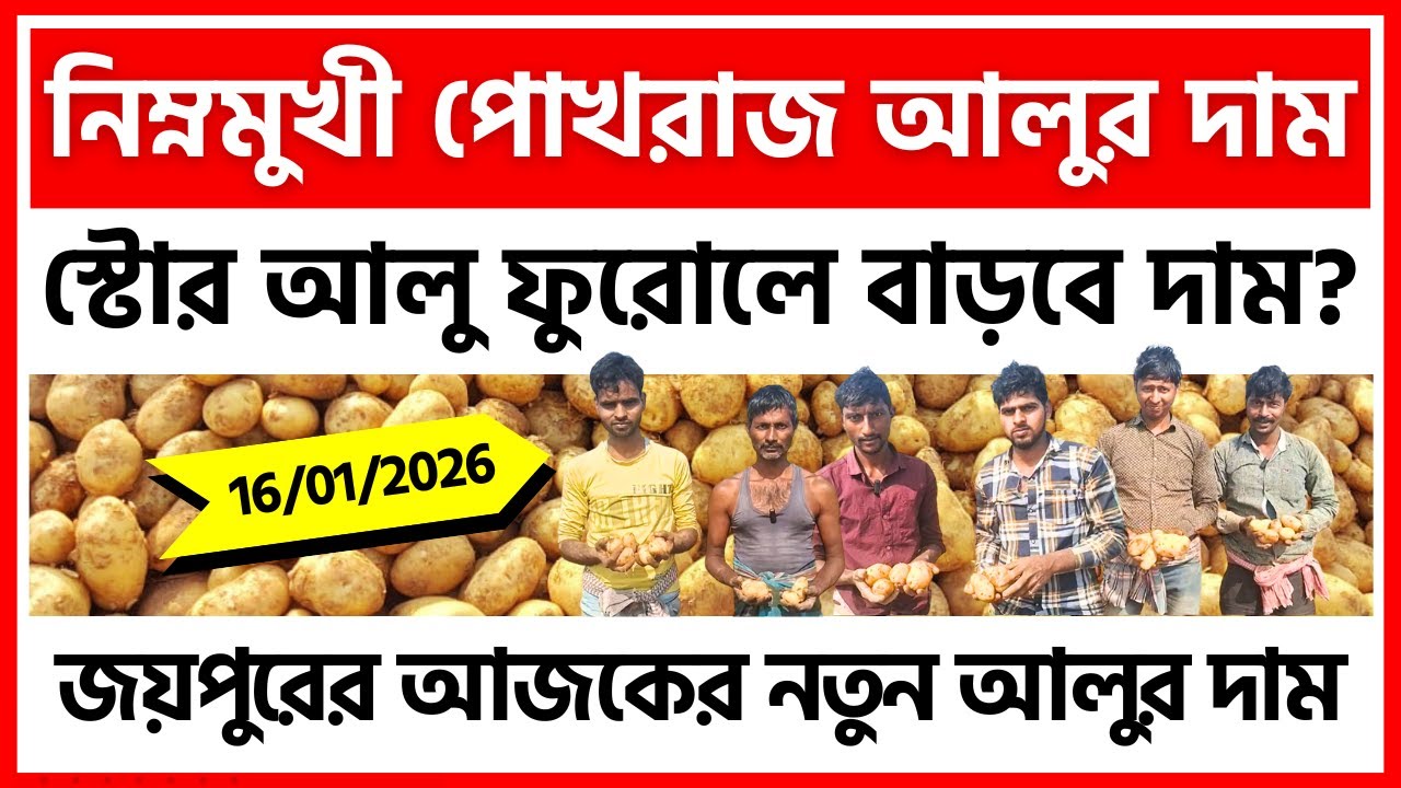 16/01/2026 : জয়পুরের আজকের কাঁচা আলুর দাম | New Potato Price in Bankura - India Potato News
