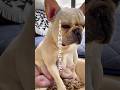 乳腺炎になった母親犬に共感の嵐😭
