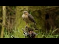 Nesting Sparrowhawks Glasgow