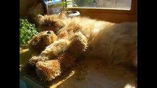 Прикол Кот спит обняв плюшевого мишку.