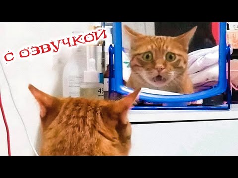 видео: Приколы с котами! Самые смешные животные С ОЗВУЧКОЙ! ПРОСТО ДО СЛЁЗ!