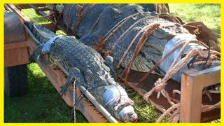 Maiores Crocodilos já CAPTURADOS da HISTÓRIA