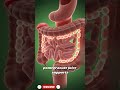 Pomegranate Inside Your Body | 3D Medical Animation Revealing Benefits, Energy Boost & Side Effects