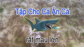 Nuôi Cá Lóc 5000 Con Chuyển Thức Ăn Xay Nhuyễn Sang Cắt Nhỏ Sau Hơn 1 Tháng Nuôi | Trại Cá Phú Yên