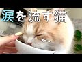 涙を流しながら猫がごはんを食べていました…