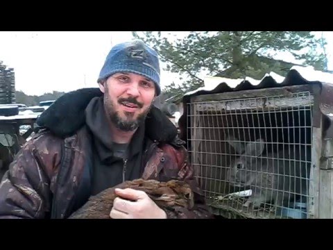 Определение охоты и случка кроликов