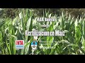 Fertilización en el cultivo de maíz
