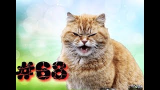 САМЫЕ СМЕШНЫЕ КОШКИ / THE FUNNY CATS